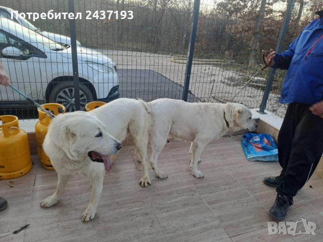 Алабай (Средно Азиатска Овчарка )