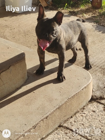 френски булдок 6 месеца , снимка 6 - Други - 52650433