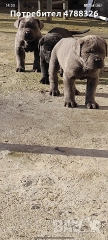 Продаваме кученца Кане Корсо , снимка 4 - Кане корсо - 54098983