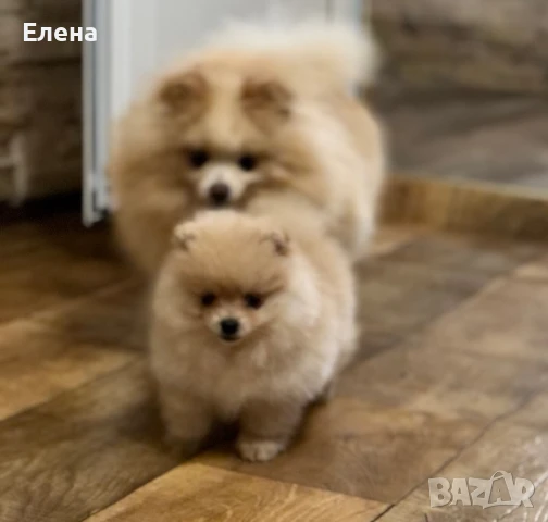 Малки сладки померанчета, снимка 1