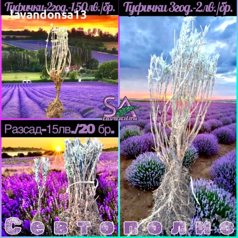 💟Лавандула🇧🇬Маслодайни Рози💞, снимка 2 - Разсади - 30787134