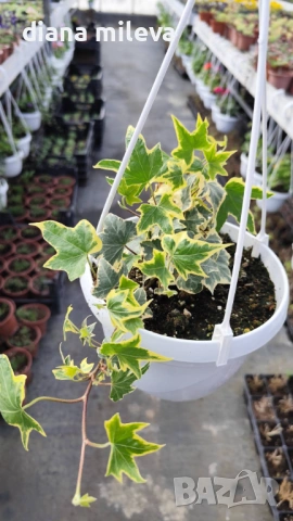 Кошница с Бръшлян, Hedera Helix Yellow Ripple, снимка 4 - Градински цветя и растения - 53377089