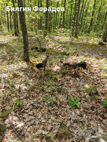 Лагото романьоло , снимка 2 - Други - 53052755