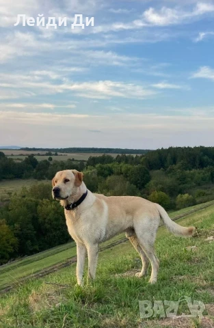 Мъжки лабрадор (пясъчен) си търси приятелка , снимка 1