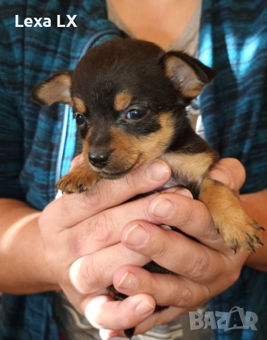 кученца кръстоста мини пинчер/чихуахуа