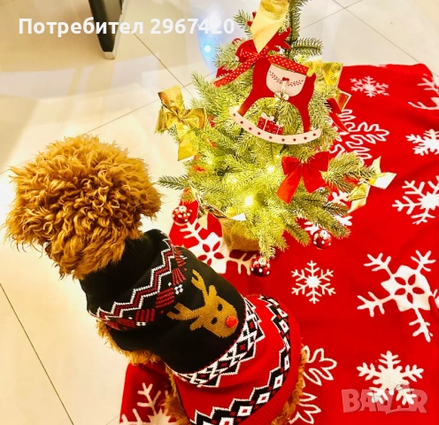 Пудел Той……., снимка 3 - Пудели - 52663386