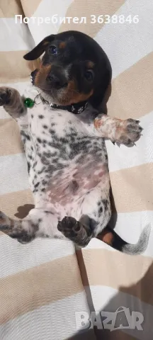Мини дакел( пиебалд бриндъл), снимка 7 - Дакели - 49397846