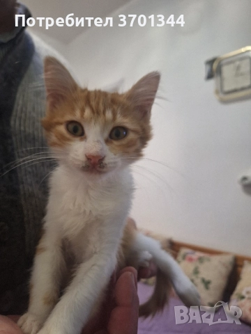 Подарявам котенца , снимка 4 - Други - 52199814