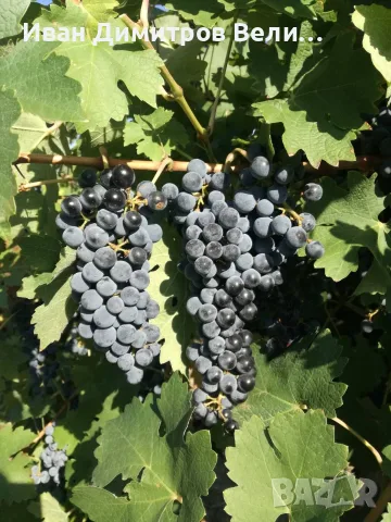 Продавам винено грозде Каберне