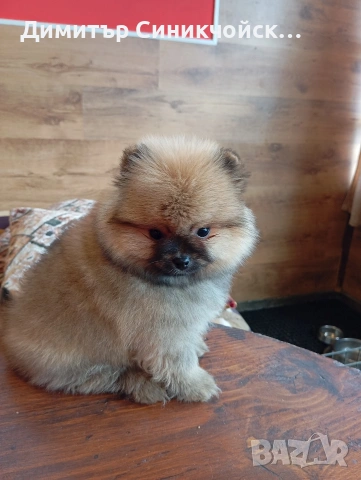 померан , снимка 2 - Померан - 54356231