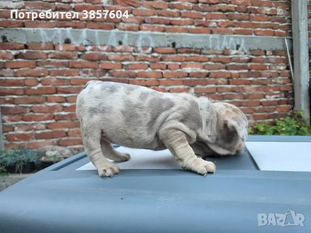 Синьо мерле фаун Френски булдог , снимка 3 - Френски булдог - 56166536