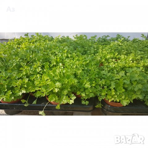 Продавам градински магданоз - семена, реколта 2025 г., снимка 4 - Сортови семена и луковици - 34520721