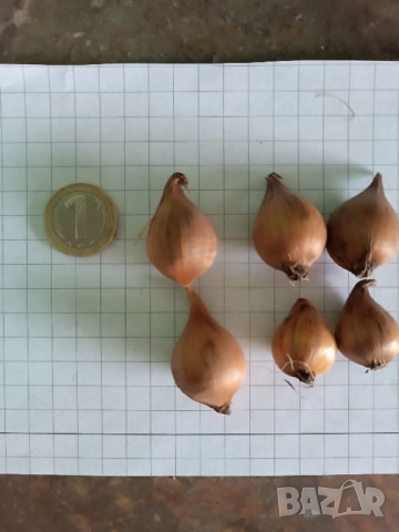 Ирис Carmen, снимка 13 - Градински цветя и растения - 51626116