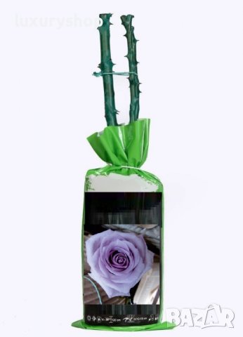 Корени готови за засаждане ” Черна Роза ”, " Нефрит ", " Дъгова " внос Холандия, сертифицирани, снимка 9 - Градински цветя и растения - 36733683