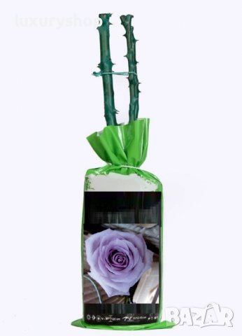 Корени готови за засаждане ” Черна Роза ”, " Нефрит ", " Дъгова " внос Холандия, сертифицирани, снимка 9 - Градински цветя и растения - 36733683