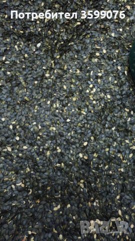 Голо тиквено семе.Тиквени семки , снимка 3 - Домашни продукти - 42875025