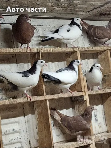 пазарджишки високолетачи гълаби те са стар ДЖИНС , снимка 13 - Гълъби - 48211259