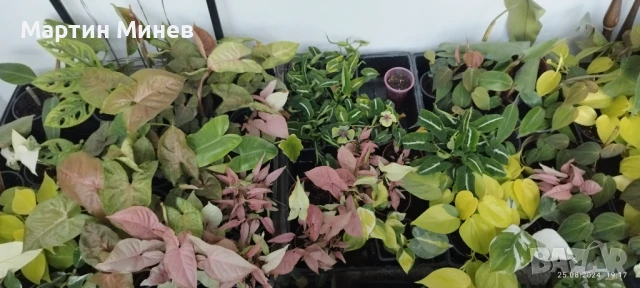 Филодендрон (Philodendron) / Сингониум (Syngonium)