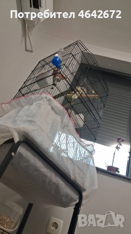 ОБЕЩАН!!! Корела с оборудвана клетка със стойка, снимка 9 - Папагали - 52809444