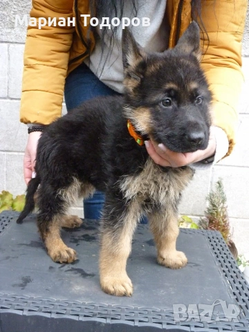 Елитни немски овчарки, снимка 6 - Немска овчарка - 52907166