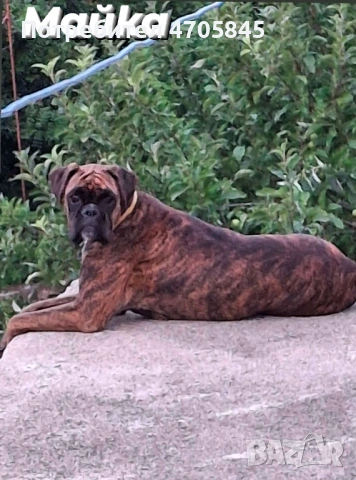 Немски Боксер, снимка 5 - Боксер - 53062652