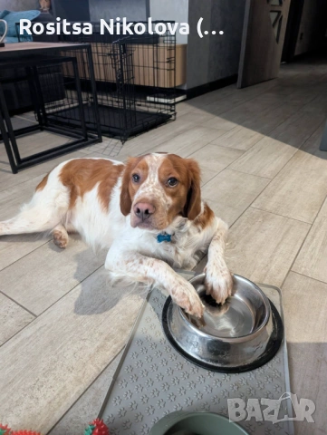 Търси се!! Изгубено / откраднато куче - бретон!, снимка 2 - Изгубени/намерени - 53234166