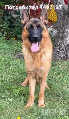 малки немски овчарки , снимка 6 - Немска овчарка - 50062180