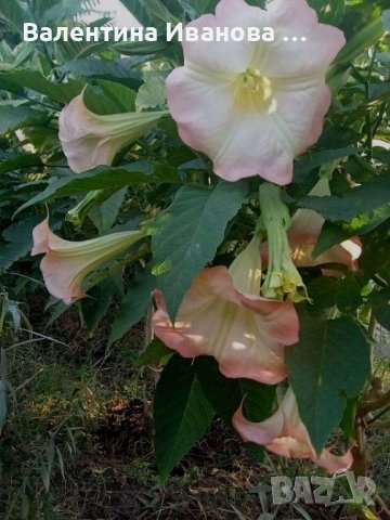комплект оранжев, розов и бял ангелски тромпет , снимка 8 - Стайни растения - 42925583