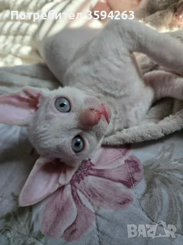 Коте Свинкс Флок , снимка 2 - Сфинксове - 55707847