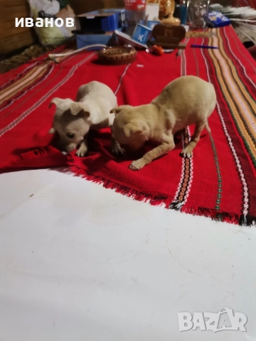 пинчерчета за продажба, снимка 3 - Пинчер - 52712957