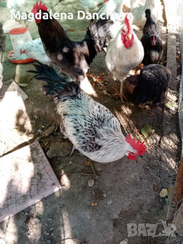 Продавам Петли Маран, снимка 3 - Кокошки и пуйки - 52322164