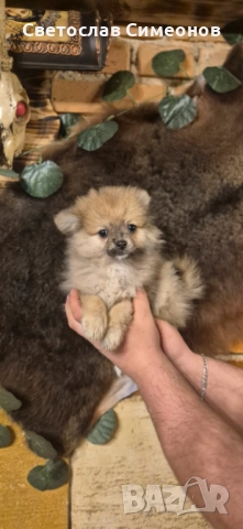 Мини померански шпиц и 2 бр пинчери, снимка 6 - Пинчер - 52832815