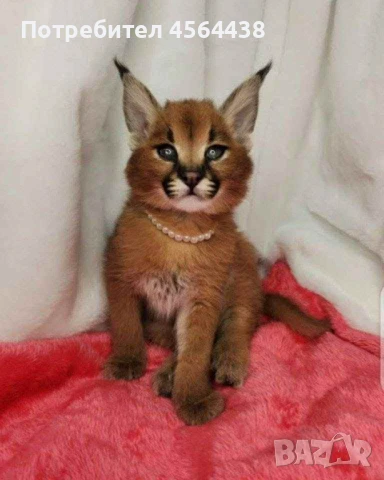 Наличен сервал каракал f1 Каракал със савана f1 котенца, снимка 12 - Други - 51364847