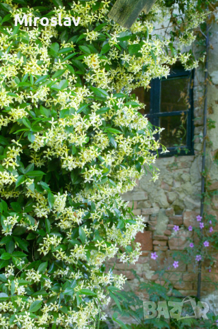 Жасмин 3-цвята (Вечнозелен), снимка 4 - Градински цветя и растения - 44695569