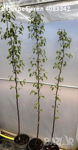 Крушово дърво , снимка 2 - Градински цветя и растения - 54139806