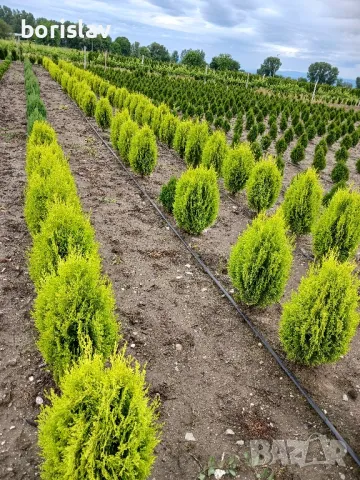 Туя, даника и ауреа нана, снимка 4 - Градински цветя и растения - 50420048