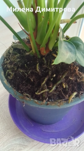 Антуриум , снимка 7 - Стайни растения - 51824526