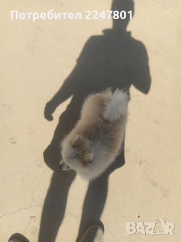 Померан , снимка 5 - Померан - 51823060