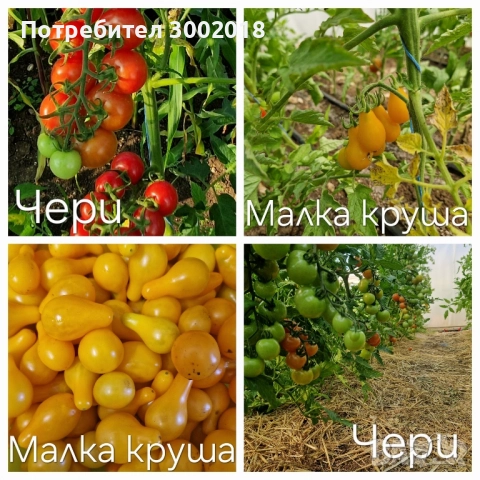 семена стари сортове , снимка 14 - Сортови семена и луковици - 51660347