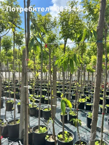 Ядлив Сладък Кестен, снимка 2 - Градински цветя и растения - 50583885