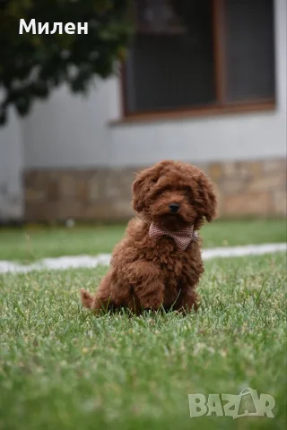 Той пудел Toy poodle, снимка 3 - Пудели - 55006000