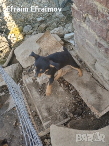 Пинчер на Мец 15 ден хубав, снимка 2 - Пинчер - 54177561