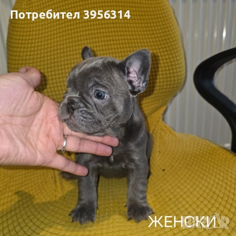 Френски булдог търси дом 🐾 Малки френски булдочета на 40 дни търсят своето  ново  семейство. , снимка 11 - Френски булдог - 54364366