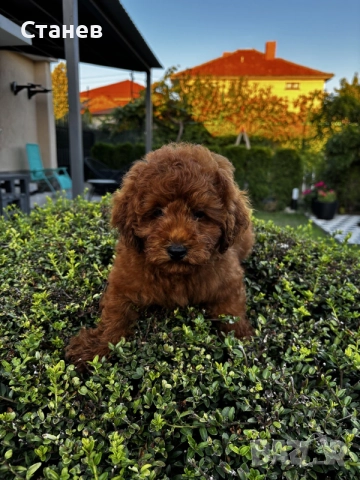 Мини Пудел Момчета / Mini Poodle Boys