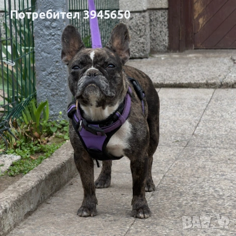 Женски френски булдог Merle , снимка 3 - Френски булдог - 54034089