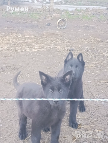 Черна немска овчарка , снимка 6 - Немска овчарка - 52933275