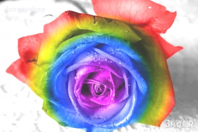 Многоцветна роза-семена • Онлайн Обяви • Цени — Bazar.bg