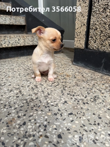 Чихуахуа , снимка 9 - Чихуахуа - 54096135