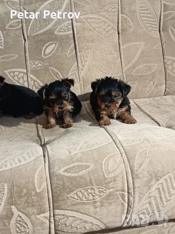 Йоркширски териер мини , снимка 17 - Йоркширски териер - 52933714