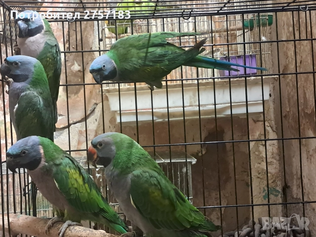 продавам папагали китаиски александар 2023 г 3 женски, снимка 6 - Папагали - 52755430